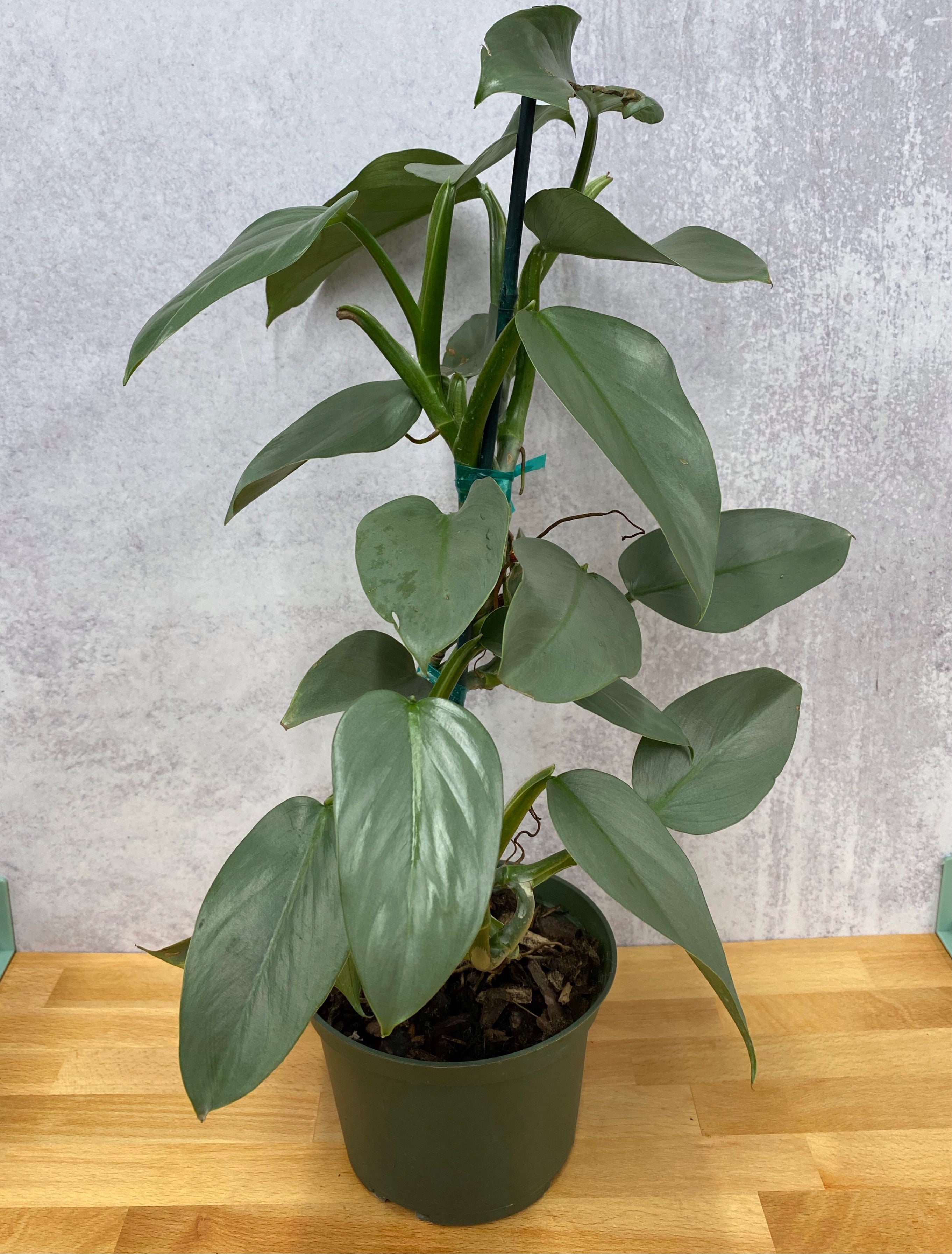 Philodendron 'Silver Sword' – Habitat Plants + Coffee