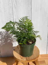 Load image into Gallery viewer, Rabbit Foot Fern