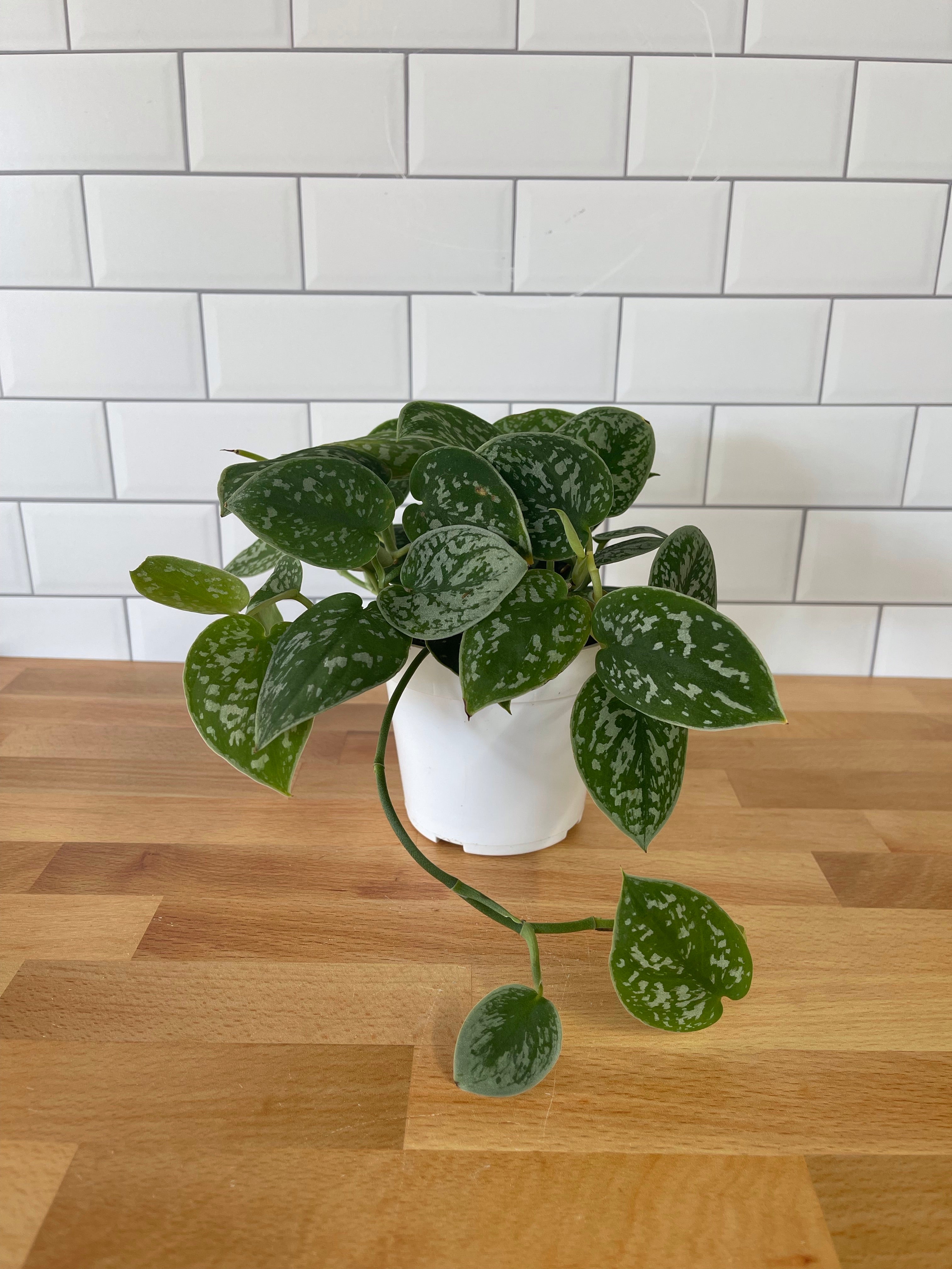 buy satin pothos Satin Pothos Scindapsus Pictus
