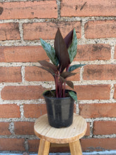 Load image into Gallery viewer, Apoballis acuminatissima 'Lavallaei'