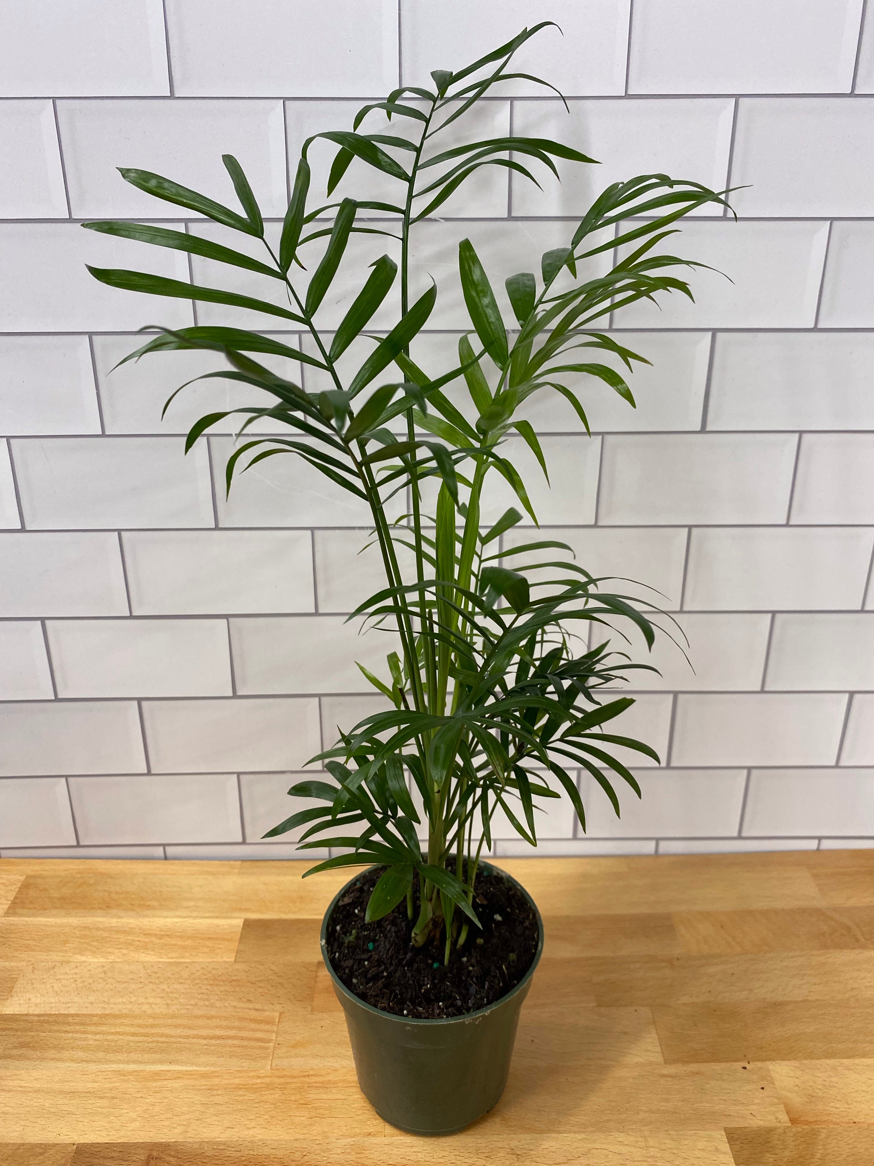 Parlor Palm Habitat Plants + Coffee