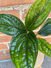 Load image into Gallery viewer, Monstera Peru