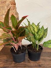 Load image into Gallery viewer, Aglaonema - Variety