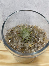 Load image into Gallery viewer, Air Plant 'Tillandsia Ionantha - Guatemala'