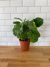 Load image into Gallery viewer, Maranta 'Green Prayer Plant'