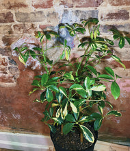 Load image into Gallery viewer, Variegated Umbrella Tree