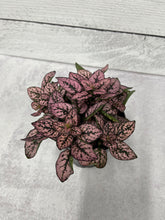 Load image into Gallery viewer, Hypoestes