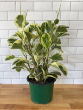 Load image into Gallery viewer, Peperomia 'Obtusifolia Variegata'