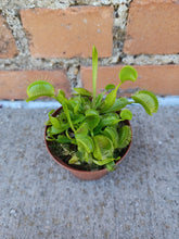 Load image into Gallery viewer, Venus Fly Trap