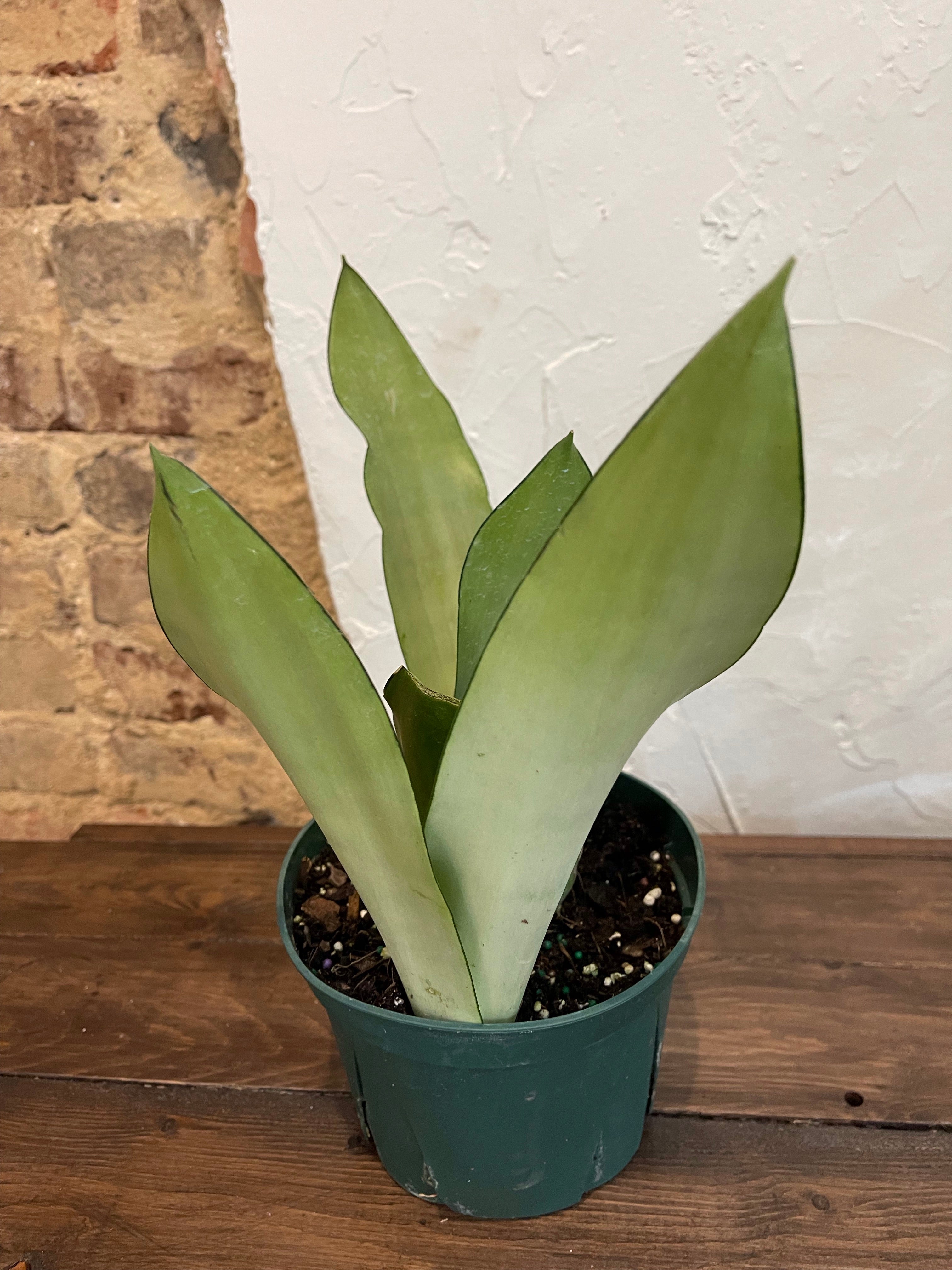 moonshine snake plant light Snake Plant 'Moonshine' – Habitat Plants + Coffee