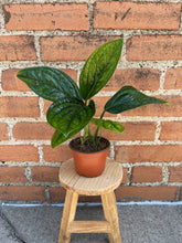 Load image into Gallery viewer, Monstera Peru
