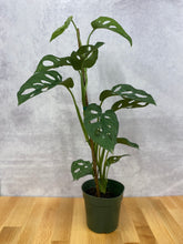 Load image into Gallery viewer, Monstera Adansonii