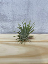 Load image into Gallery viewer, Air Plant 'Tillandsia Ionantha - Guatemala'