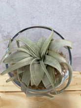 Load image into Gallery viewer, Air Plant 'Tillandsia Xerographica'