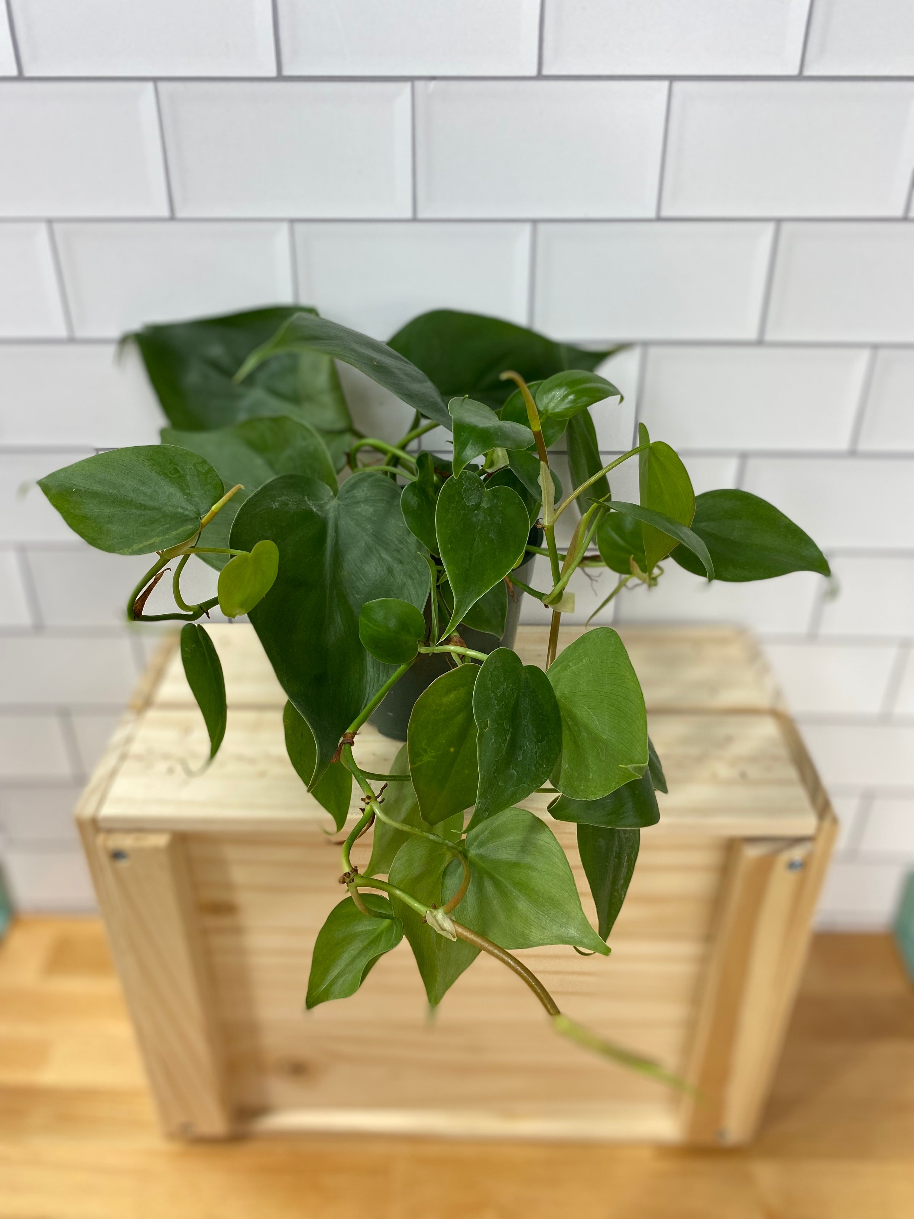 live philodendron cordatum heartleaf Philodendron 'Cordatum Heartleaf' 4" Pot