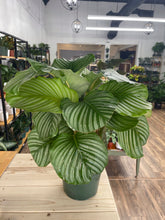 Load image into Gallery viewer, Calathea 'Orbifolia'
