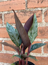 Load image into Gallery viewer, Apoballis acuminatissima 'Lavallaei'