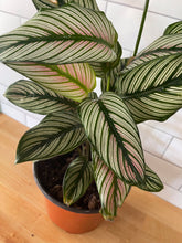 Load image into Gallery viewer, Calathea 'White Star'
