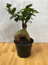 Load image into Gallery viewer, Ficus Ginseng