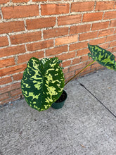 Load image into Gallery viewer, Alocasia 'Hilo Beauty'