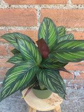 Load image into Gallery viewer, Calathea 'Beauty Star'