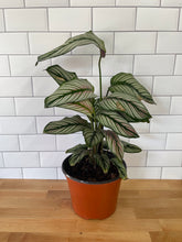 Load image into Gallery viewer, Calathea 'White Star'