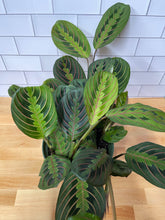 Load image into Gallery viewer, Maranta 'Red Prayer Plant'