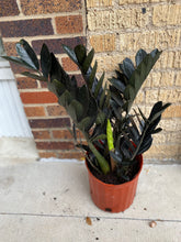 Load image into Gallery viewer, Raven ZZ