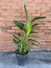 Load image into Gallery viewer, White Bird of Paradise