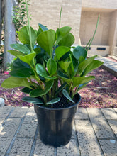 Load image into Gallery viewer, Peperomia 'Obtusifolia'