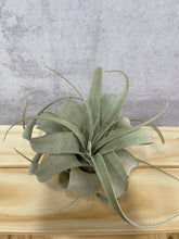 Load image into Gallery viewer, Air Plant 'Tillandsia Xerographica'