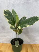 Load image into Gallery viewer, Ficus 'Tineke'