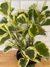 Load image into Gallery viewer, Peperomia 'Obtusifolia Variegata'