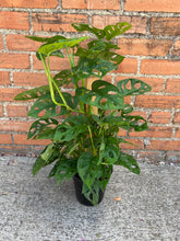 Load image into Gallery viewer, Monstera Adansonii