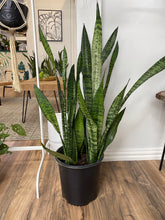 Load image into Gallery viewer, Snake Plant Zeylanica
