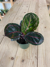 Load image into Gallery viewer, Calathea 'Dottie'