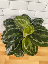 Load image into Gallery viewer, Calathea 'Medallion'