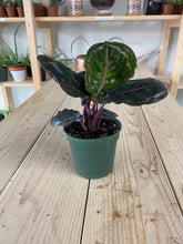 Load image into Gallery viewer, Calathea 'Dottie'
