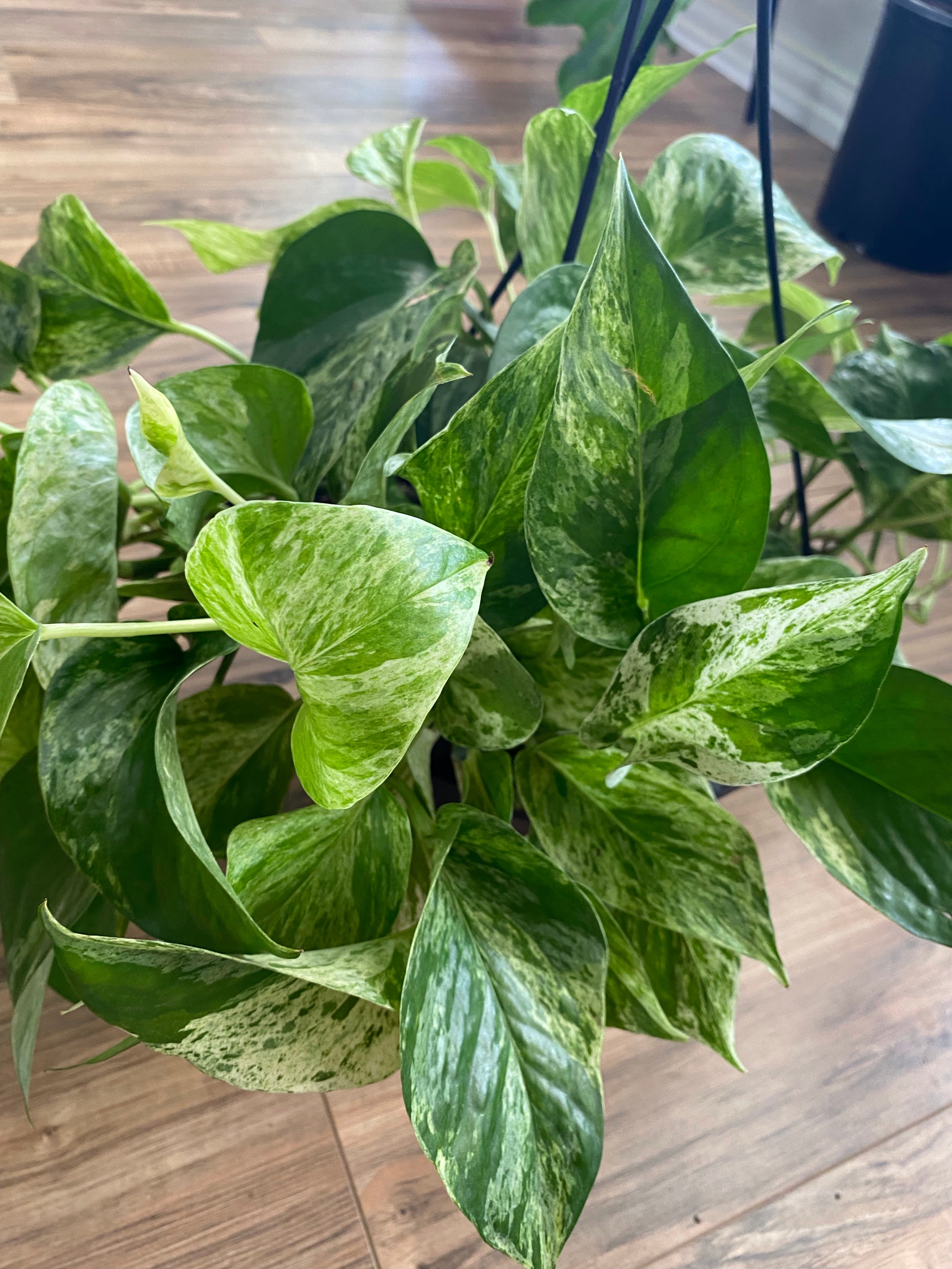 pothos marble Epipremnum Marble Queen Pothos 8" HB