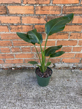 Load image into Gallery viewer, White Bird of Paradise