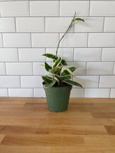 Load image into Gallery viewer, Hoya Carnosa 'Krimson Queen'