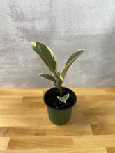 Load image into Gallery viewer, Ficus 'Tineke'