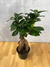 Load image into Gallery viewer, Ficus Ginseng