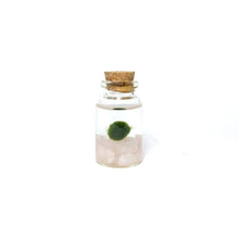 Load image into Gallery viewer, Niños Moss Buddies