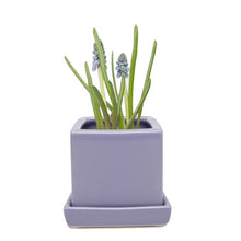 Load image into Gallery viewer, Square Pot with Tray 2.5"