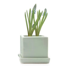 Load image into Gallery viewer, Square Pot with Tray 2.5"