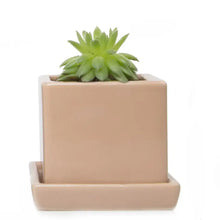Load image into Gallery viewer, Square Pot with Tray 2.5"