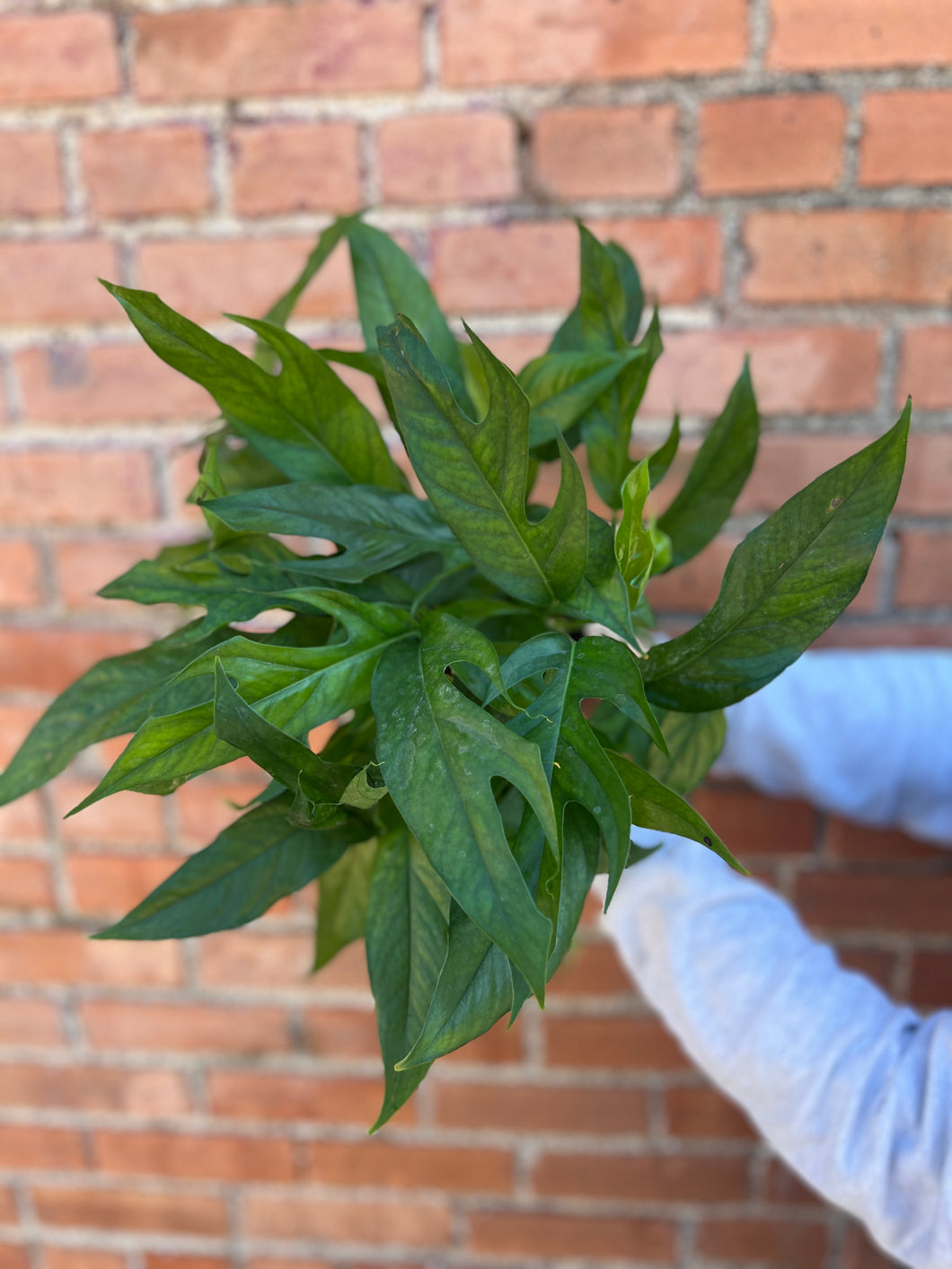 Epipremnum 'baltic blue'