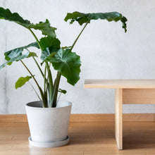 Load image into Gallery viewer, 12&quot; Tapered Planter
