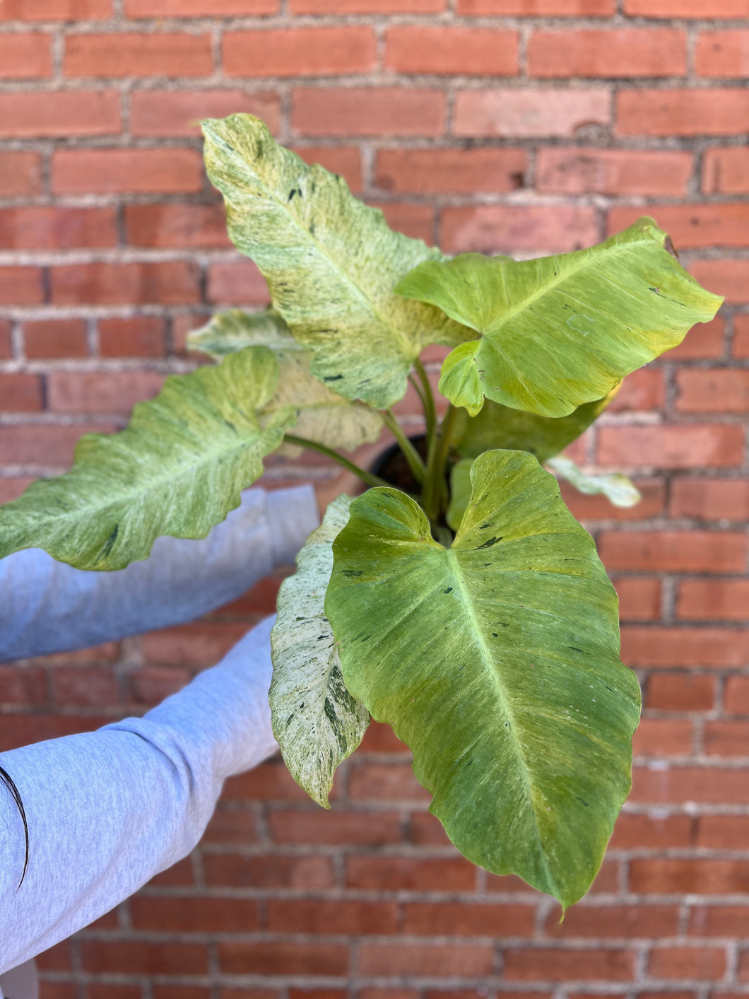 Philodendron Snowdrift